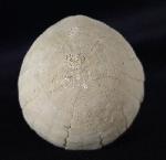 Echinocorys sulcata (GOLDFUSS 1826) - Bild &copy; FossNet FossilienStore